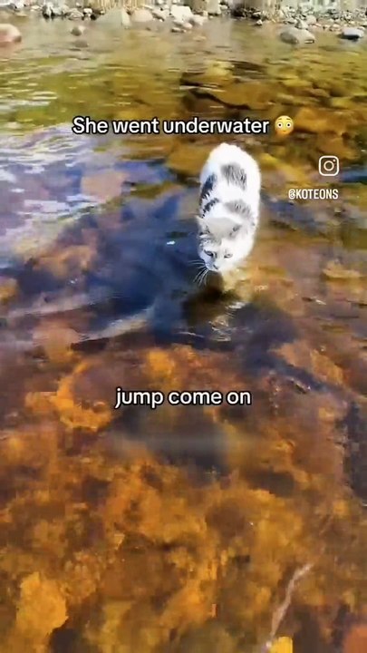 Il n'y a jamais trop de vidéos de chats sur internet, et c'est une véritable célébration du mignon qui vous attend !