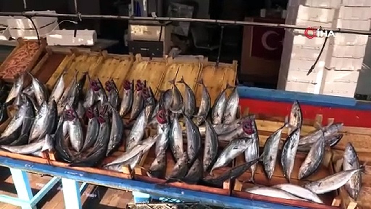 BANDIRMA BALIK HALİ'NDE PALAMUT BOLLUĞU YAŞANIYOR