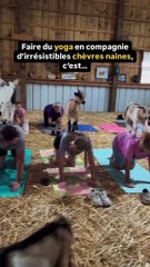 Du yoga pour les chèvres abandonnées