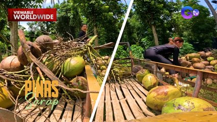 Kara David at Ashley Rivera, nagparamihan ng mahahakot na buko! | Pinas Sarap