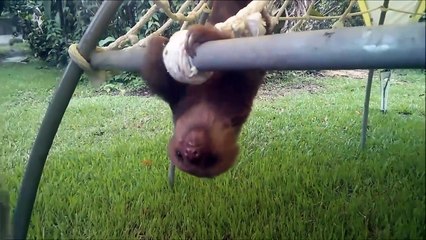 Baby Sloths Being Sloths