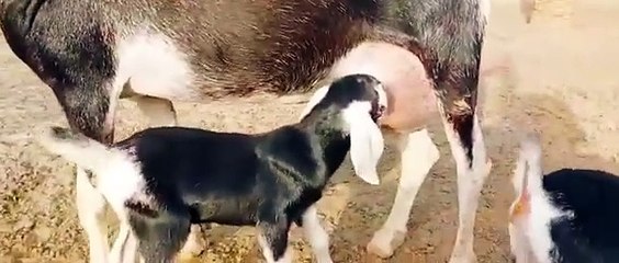 Goat baby drinking Milk