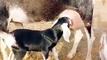 Goat baby drinking Milk