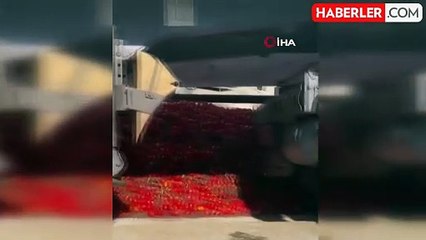 Manisa'da Hijyenik Olmayan Salça Üretimi Durduruldu