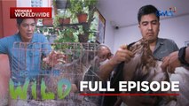 Rehabilitation of Injured Animals Found in the Wild  (Full Episode) | Born to be Wild