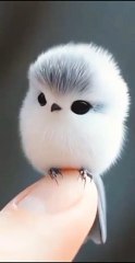 Cutest and Smallest Bird VIDEO So beautiful