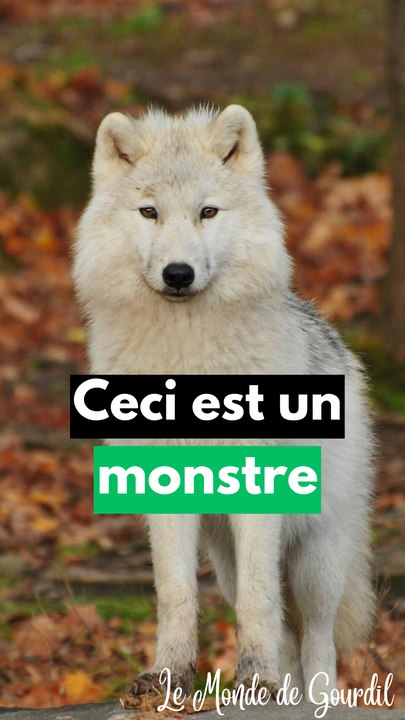 Trop de loups ?!