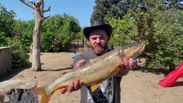 Azerbaijani cuisine. Recipe for a huge fish with raisins!