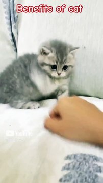 Benefits of cats #catshorts #shorts #cat #pets #lover @star_14672