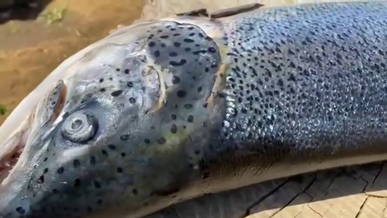 I cooked a huge Atlantic SALMON under a thick layer of SALT on the Fire