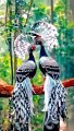 beautiful_birds_#ai#nature#birdslover#aiartwork#animal#shorts#birdslover#aibeauty_#shortsfeed_#song(360p)