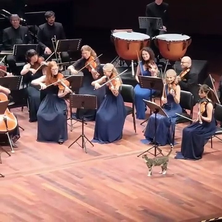 Un invité inattendu : un chat profite d'un concert au Festival Strings Lucerne, aux premières loges !