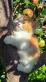 Different Cute Cat Scenes | Adorable Moments You’ll Love