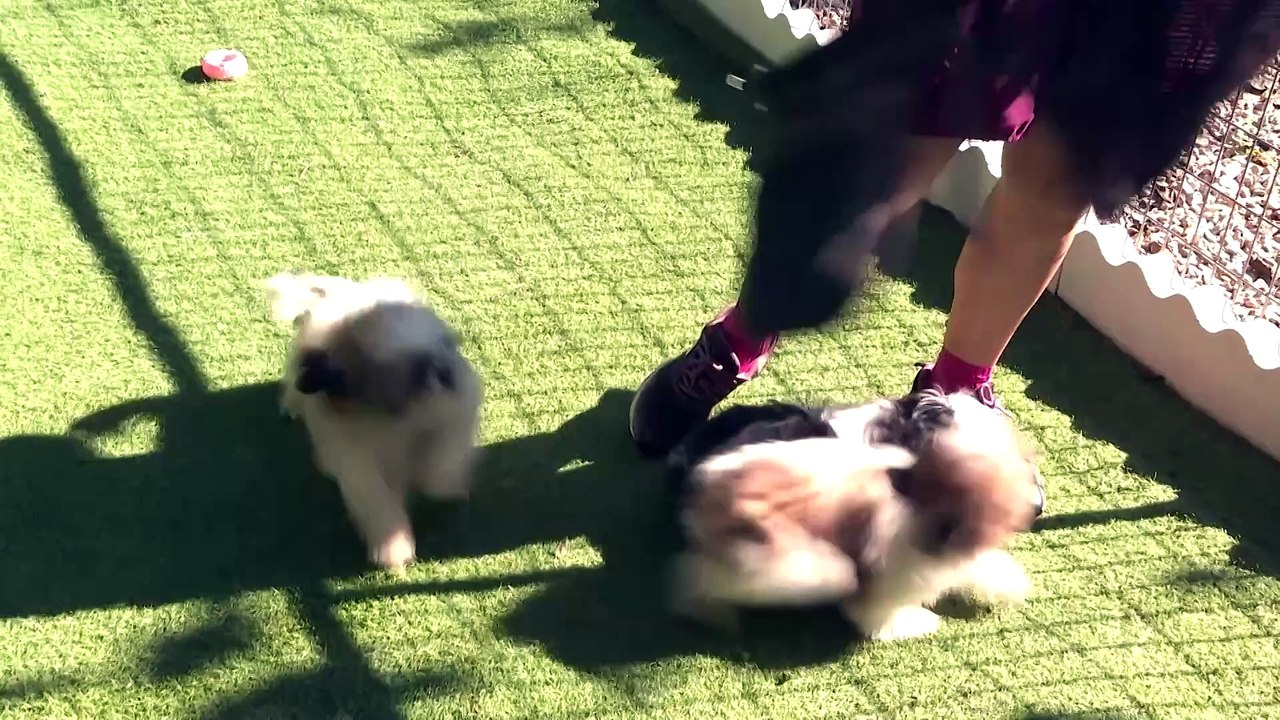 Prohibida la venta de perros, gatos y hurones en tiendas desde este domingo