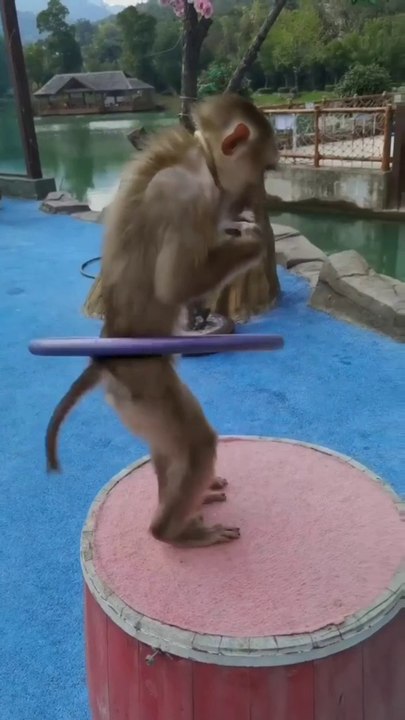 dance monkey kid|funny videos|funny videos animals|funny videos animals and humans|funny monkeys