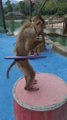 dance monkey kid|funny videos|funny videos animals|funny videos animals and humans|funny monkeys