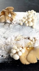 Growing mushrooms amongst the pages 