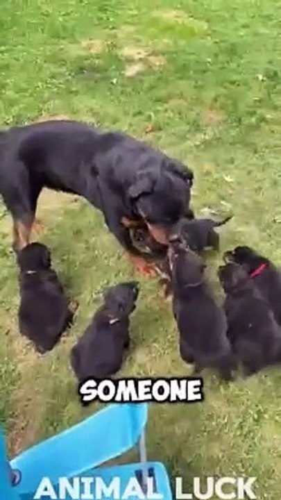 Rottweiler dog