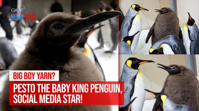 Big boy yarn? Pesto the baby king penguin, social media star! | GMA Integrated Newsfeed
