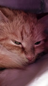 A cute cat sitting comfortably on a windowsill, bathed in soft sunlight. The cat has fluffy fur, large bright eyes, and a relaxed posture. The background shows a calm and cozy indoor setting with potted plants and a curtain gently swaying in the breeze.