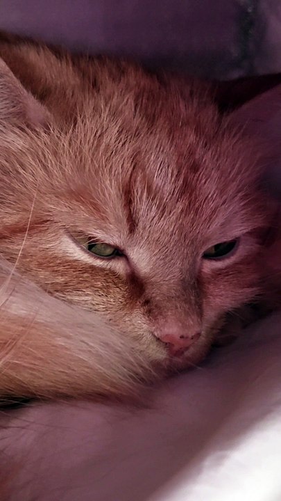 A cute cat sitting comfortably on a windowsill, bathed in soft sunlight. The cat has fluffy fur, large bright eyes, and a relaxed posture. The background shows a calm and cozy indoor setting with potted plants and a curtain gently swaying in the breeze.