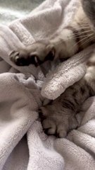 A cute cat sitting comfortably on a windowsill, bathed in soft sunlight. The cat has fluffy fur, large bright eyes, and a relaxed posture. The background shows a calm and cozy indoor setting