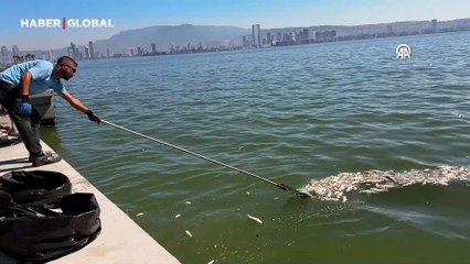 İzmir Körfezi'ne tablo ağırlaşıyor: Yine yüzlercesi kıyıya vurdu