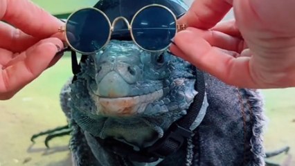 Iguana prepares for Halloween with a bunch of adorable costumes to wear