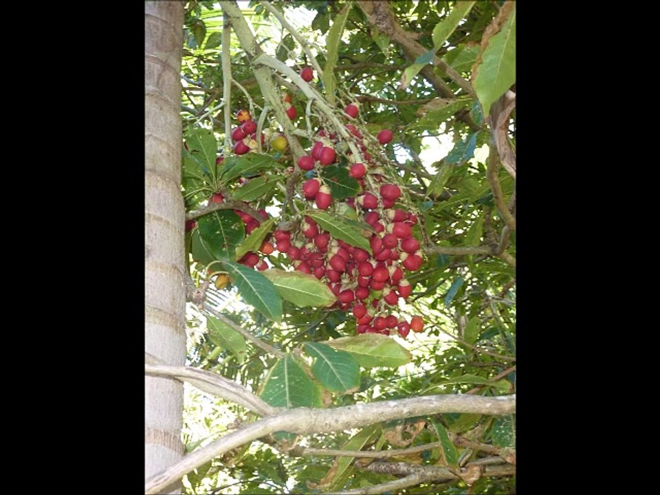Fruits sur l'île de La Réunion