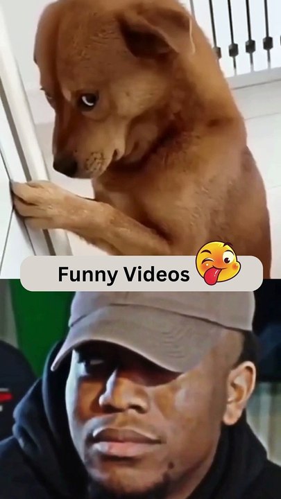 Funny Dog Videos