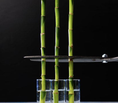 Des ASTUCES et des astuces incroyables pour faire pousser vos plantes !