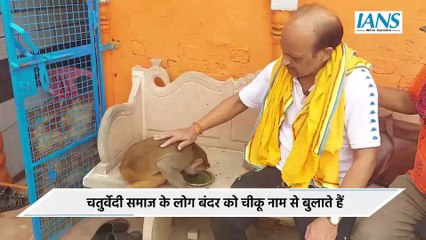 Mathura के Shyam Ghat पर रोज भांग पीने आता है Monkey