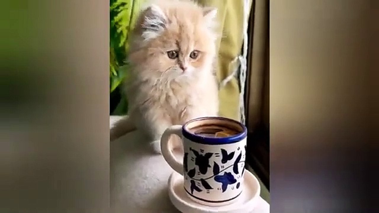 Funniest Cats and Dogs Videos Hilarious Animal Compilation Part No