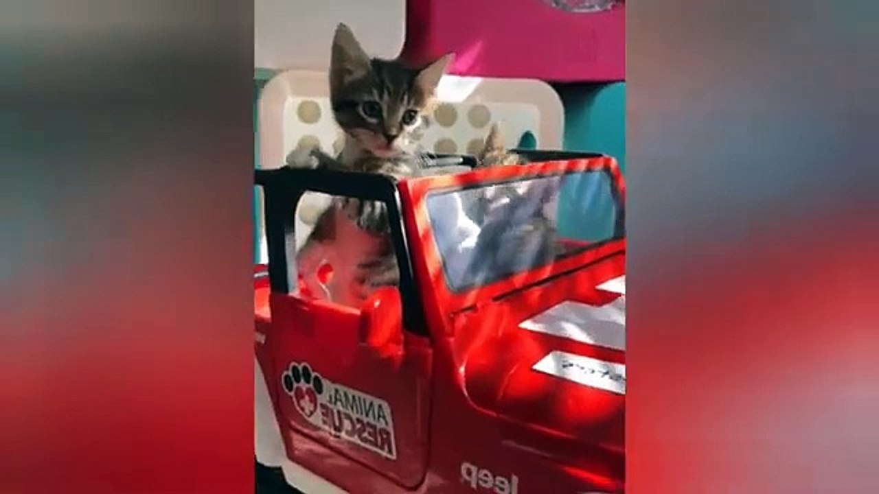 Funniest Cats and Dogs Videos Hilarious Animal Compilation Part No