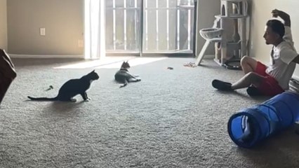 Athletic cat's thrilling mid-air catch is a sight to behold