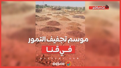 "البلح بيتشمس في المسطاح".. موسم تجفيف التمور في قنا