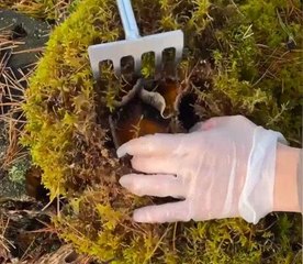 Exploring magical world of mushrooms!