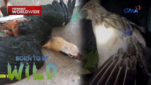 Sugatang Visayan hornbill at Philippine eagle, ni-rescue! | Born to be Wild