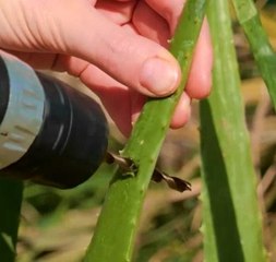 Endless potential of using Aloe Vera!