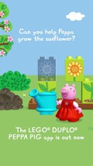 Can You Help Peppa Grow The Sunflower_ #shorts #peppapig #LEGODUPLO
