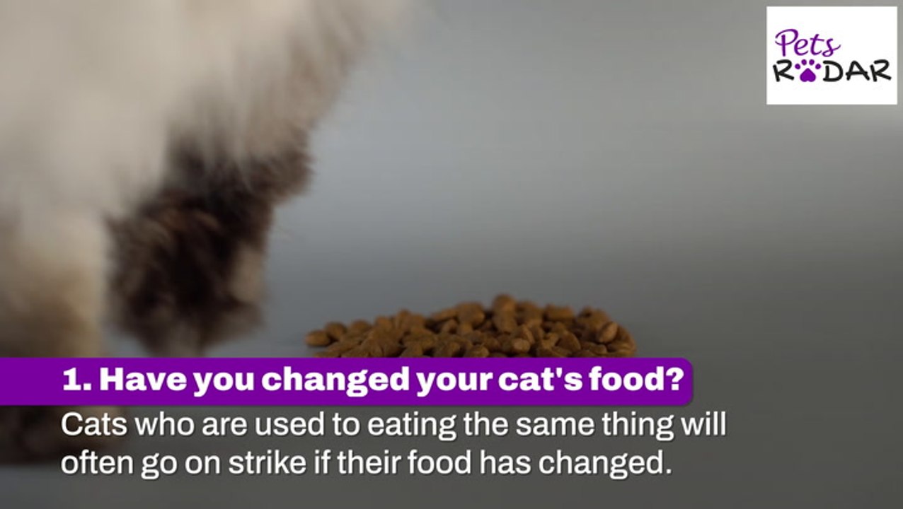 Things To Check When Your Cat's Not Eating video Dailymotion