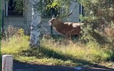 Un cerf traqué par un équipage de chasse à courre trouve refuge devant la gendarmerie de Senlis