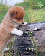 Dog Playing With Duck