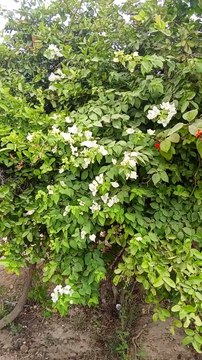 Nature beautiful flowers in the world viral short