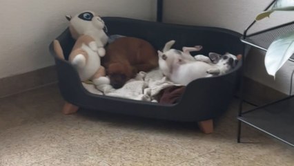 Dog gets crazy when neighbor's female dog is in heat