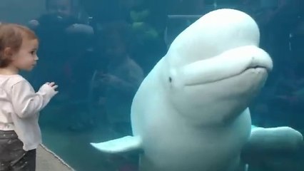 Funny Kids at the Aquarium - Girl SPOOKED By A beluga whale
