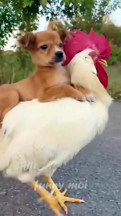 Chicken Race