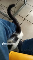 El #Gato Pernanca llega a la oficina a visitarme y jugar un rato no quiere salir al balcon #shorts