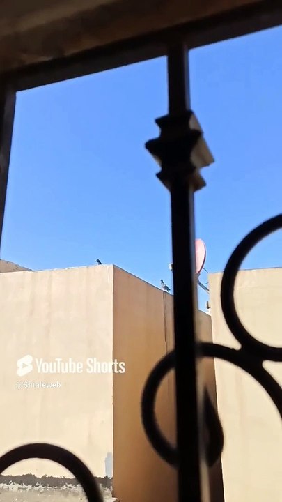 Ya llegaron las palomas Seres Alados en el techo de la casa #shorts #animales #mascotas son nuevas