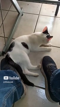 Ya esta Aqui El #Gato Pernanca en la oficina jugando conmigo #shorts #animales y #mascotas #peludo